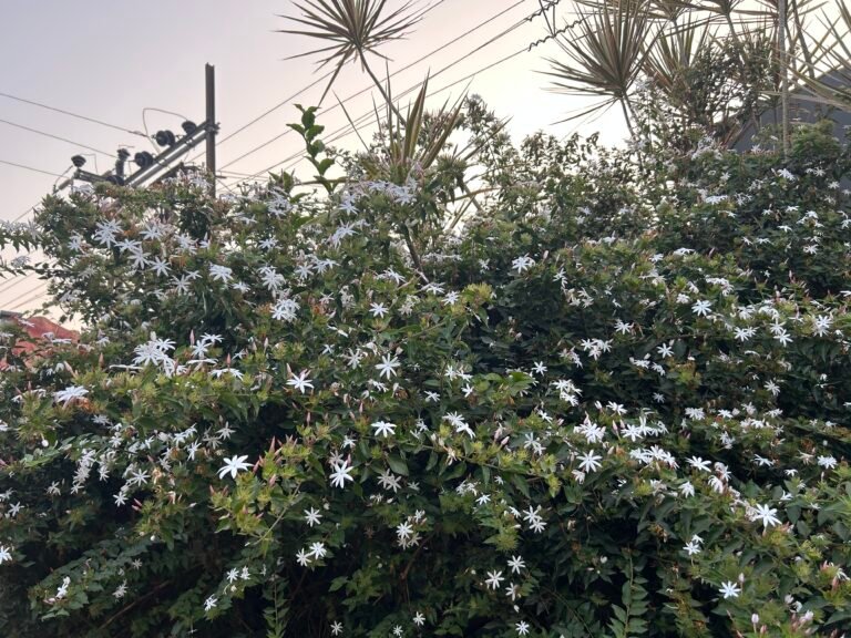 hite jasmine flowers blooming in konkan countryside maharashtra