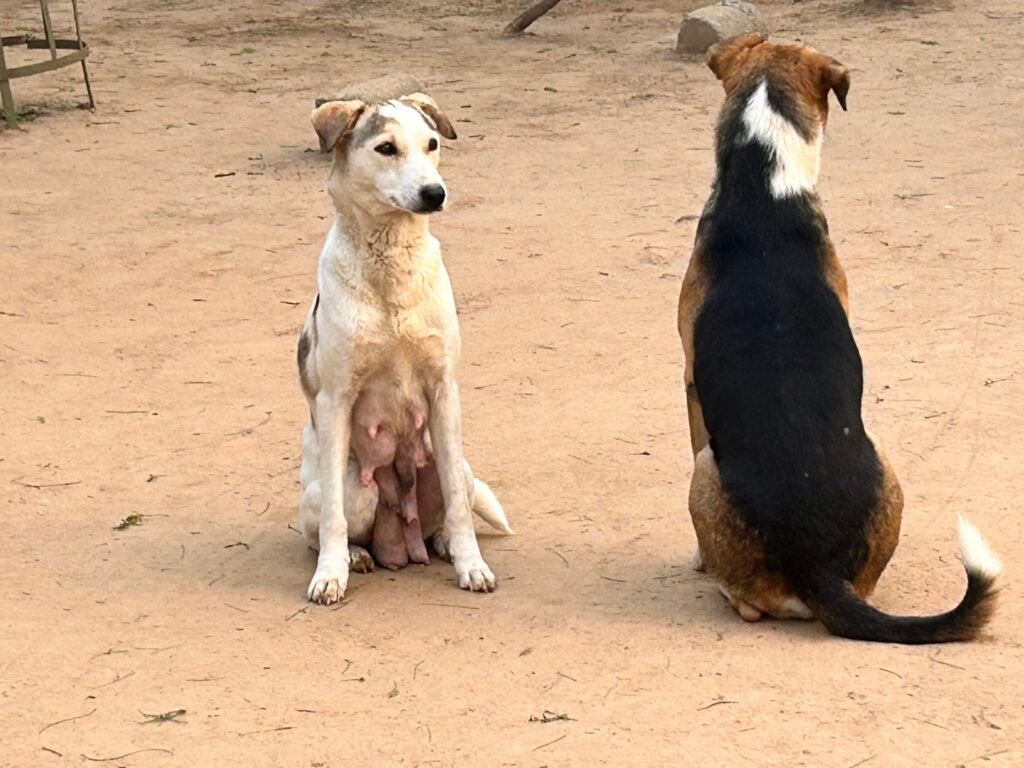 A quiet moment shared between two dogs as they sit calmly on a sandy surface, showcasing their natural behavior and contrasting postures.