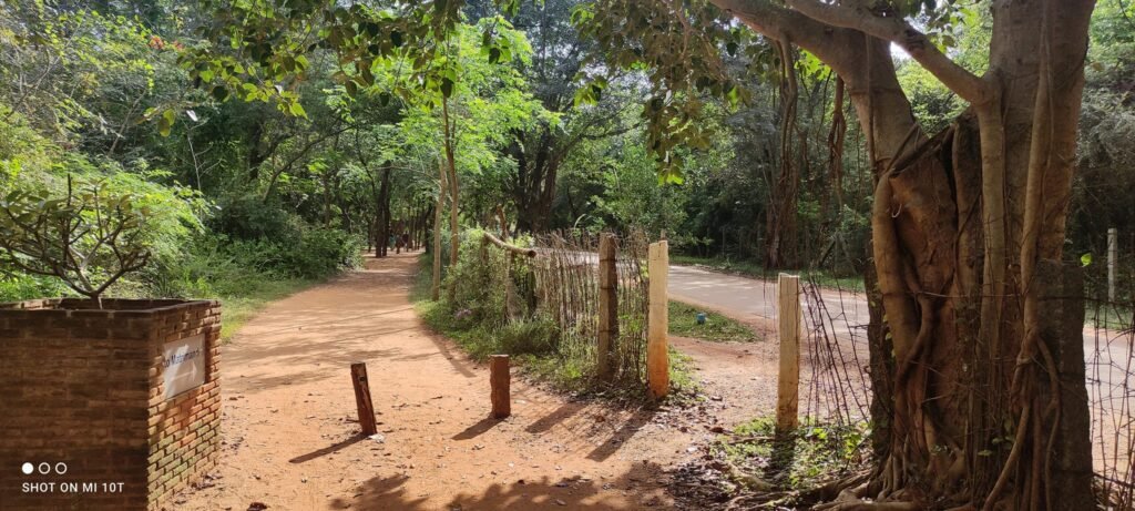 A quiet pathway in Auroville leading toward the Matrimandir — where nature and inner stillness begin to merge.